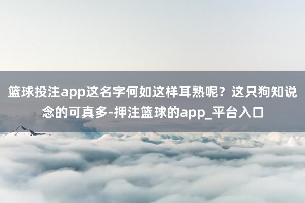 篮球投注app这名字何如这样耳熟呢？这只狗知说念的可真多-押注篮球的app_平台入口